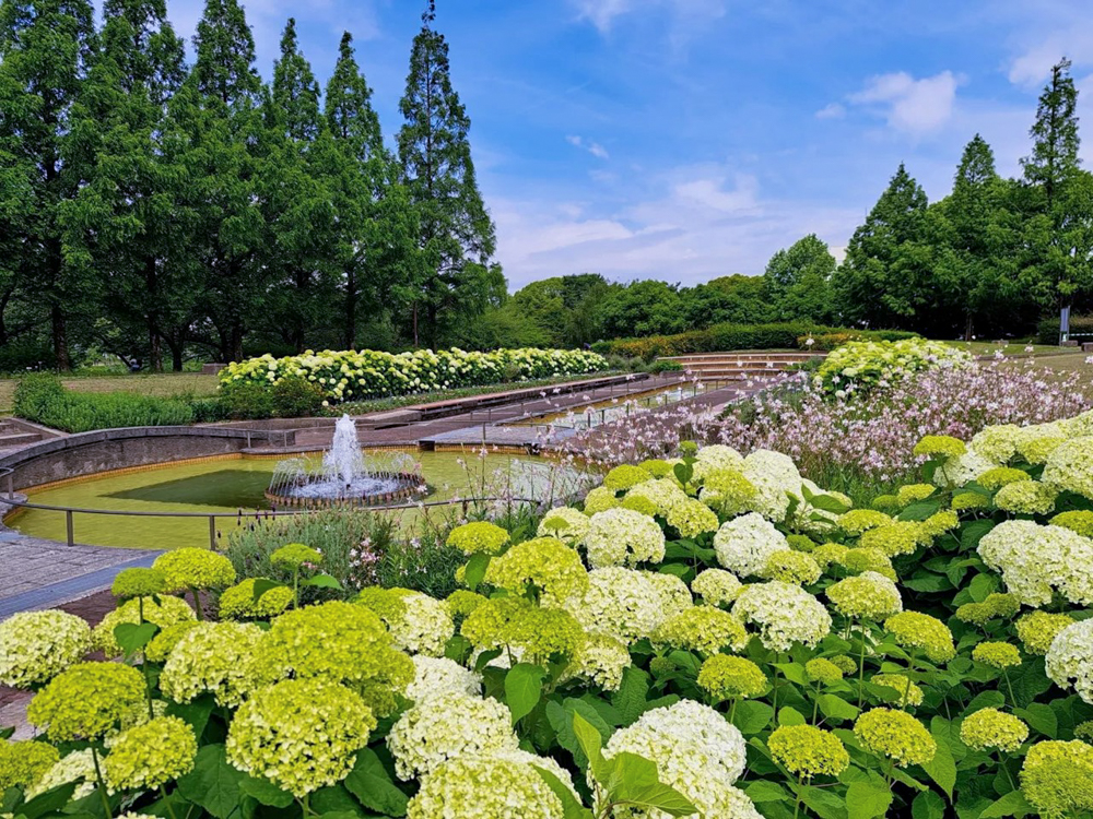 荒子川公園、あじさい、アナベル、6月の夏の花、名古屋市港区の観光・撮影スポットの画像と写真