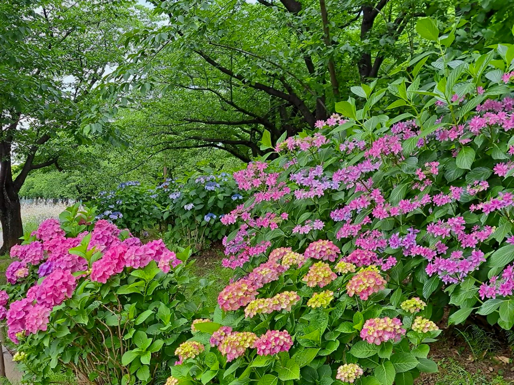 荒子川公園、あじさい、6月の夏の花、名古屋市港区の観光・撮影スポットの画像と写真