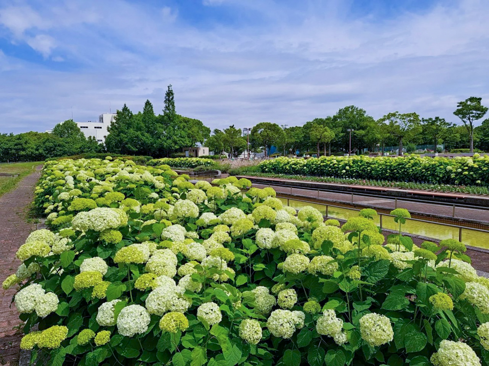 荒子川公園、あじさい、アナベル、6月の夏の花、名古屋市港区の観光・撮影スポットの画像と写真