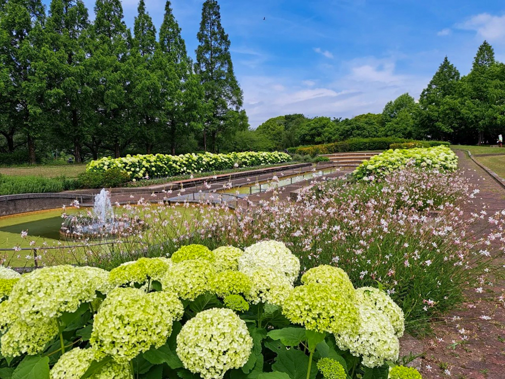 荒子川公園、あじさい、アナベル、6月の夏の花、名古屋市港区の観光・撮影スポットの画像と写真