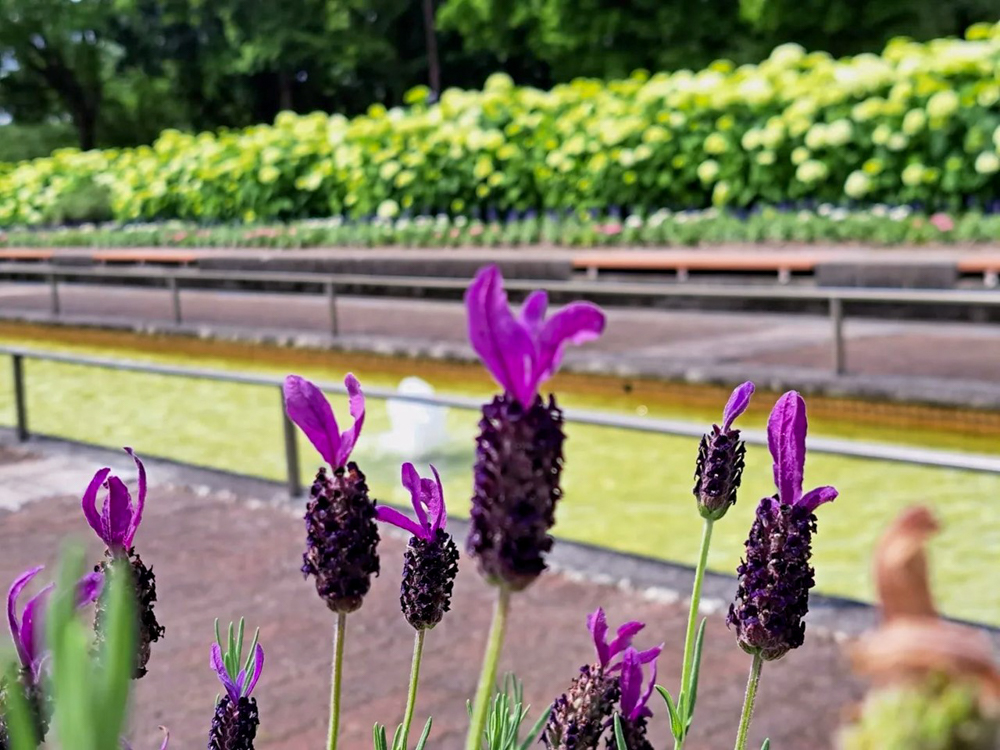 荒子川公園、ラベンダー、6月の夏の花、名古屋市港区の観光・撮影スポットの画像と写真