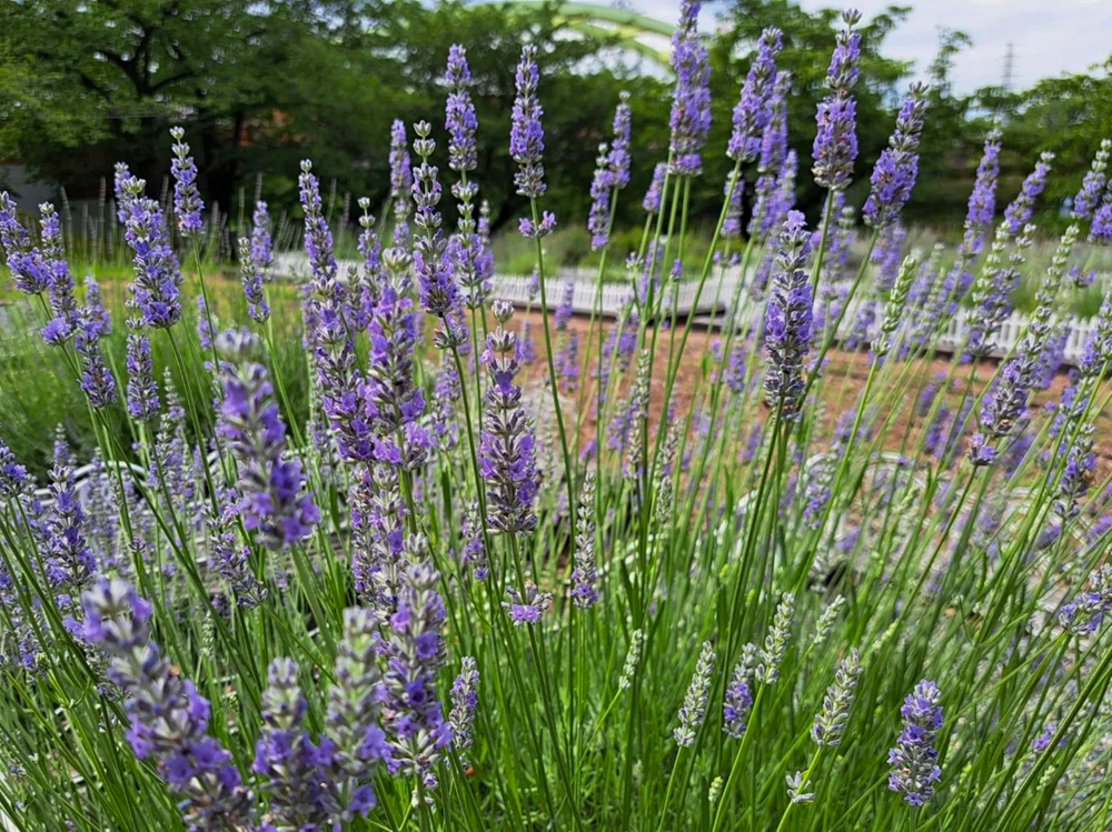 荒子川公園、ラベンダー、6月の夏の花、名古屋市港区の観光・撮影スポットの画像と写真