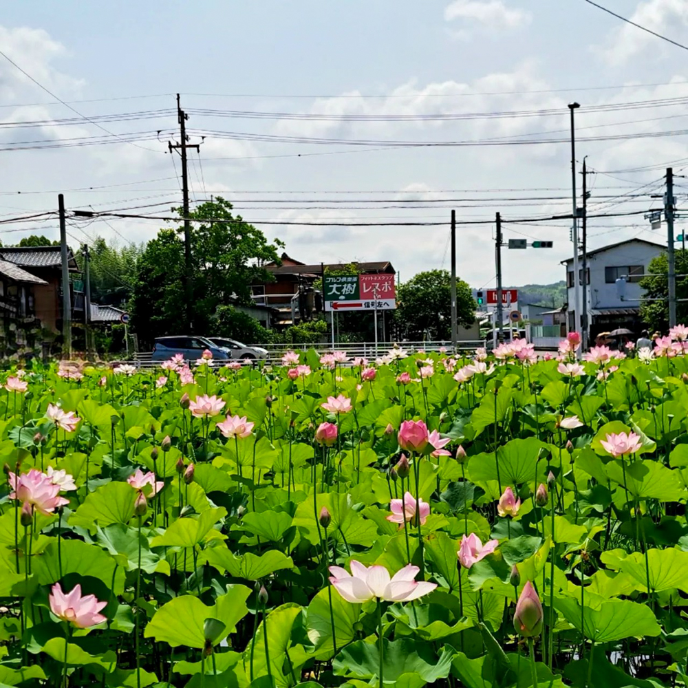 長久手市ハス、7月夏、愛知県長久手市の観光・撮影スポットの名所