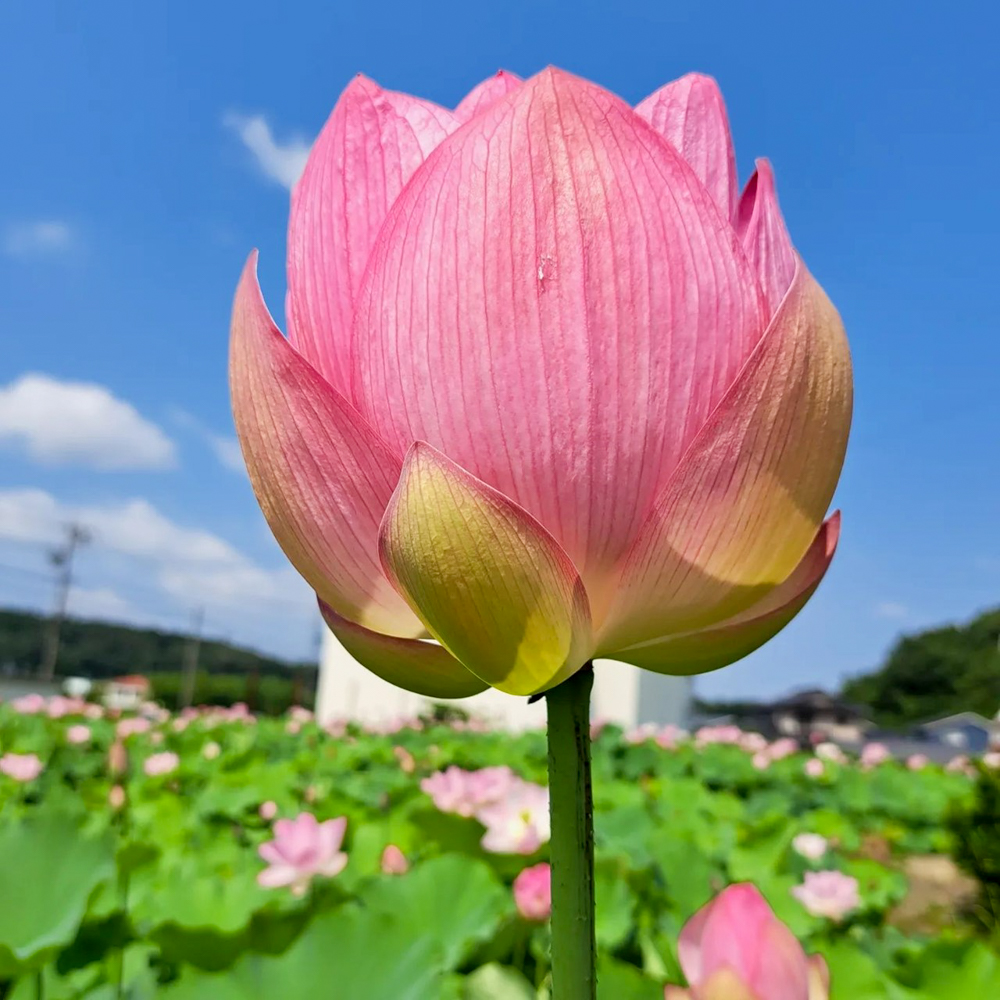 長久手市ハス、7月夏、愛知県長久手市の観光・撮影スポットの名所