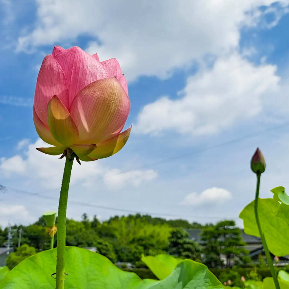 長久手市ハス、7月夏、愛知県長久手市の観光・撮影スポットの名所