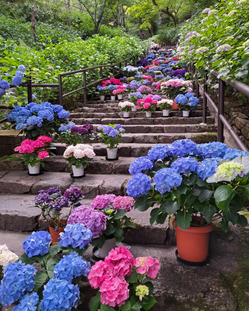 長谷寺、あじさい、6月の夏の花、奈良県桜井市の観光・撮影スポットの名所