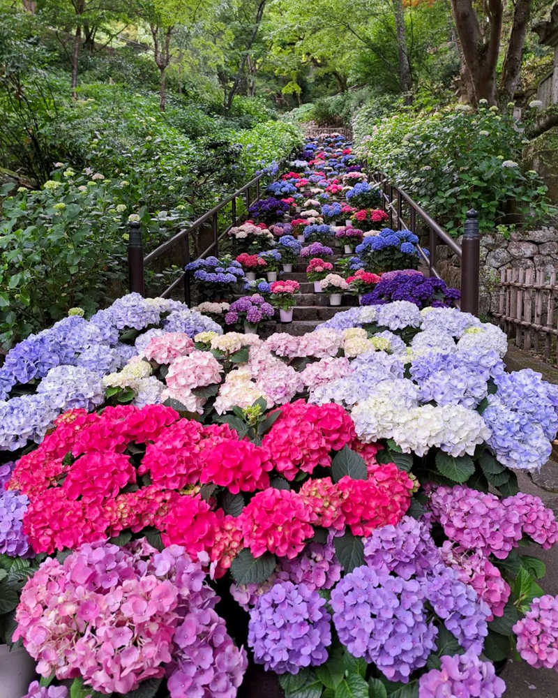 長谷寺、あじさい、6月の夏の花、奈良県桜井市の観光・撮影スポットの名所