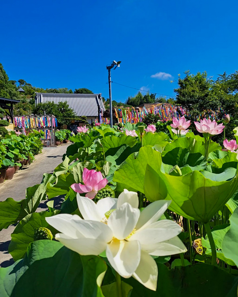 香勝寺ききょう寺 、ハス、7月の夏の花、静岡県周智郡の観光・撮影スポットの画像と写真