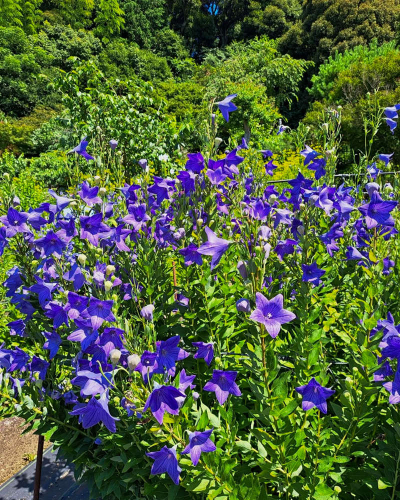 香勝寺ききょう寺 、桔梗、7月の夏の花、静岡県周智郡の観光・撮影スポットの画像と写真