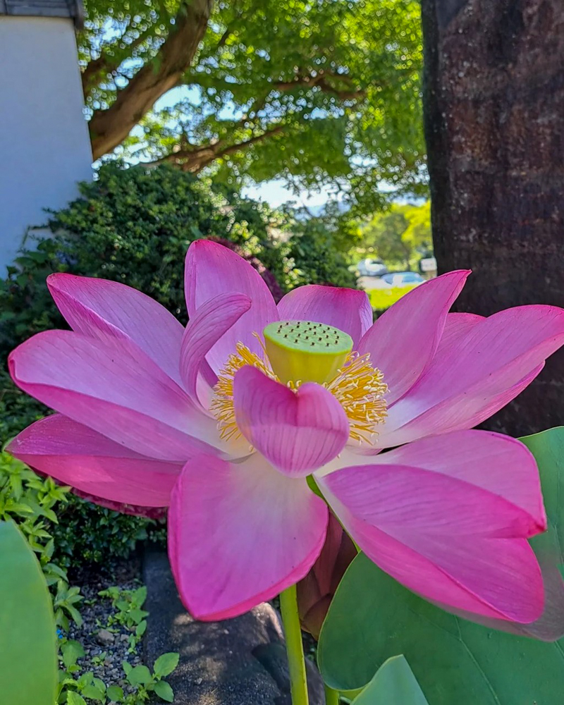 香勝寺ききょう寺 、ハス、7月の夏の花、静岡県周智郡の観光・撮影スポットの画像と写真