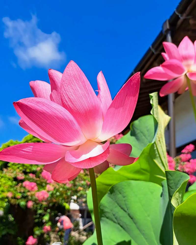 香勝寺ききょう寺 、ハス、7月の夏の花、静岡県周智郡の観光・撮影スポットの画像と写真