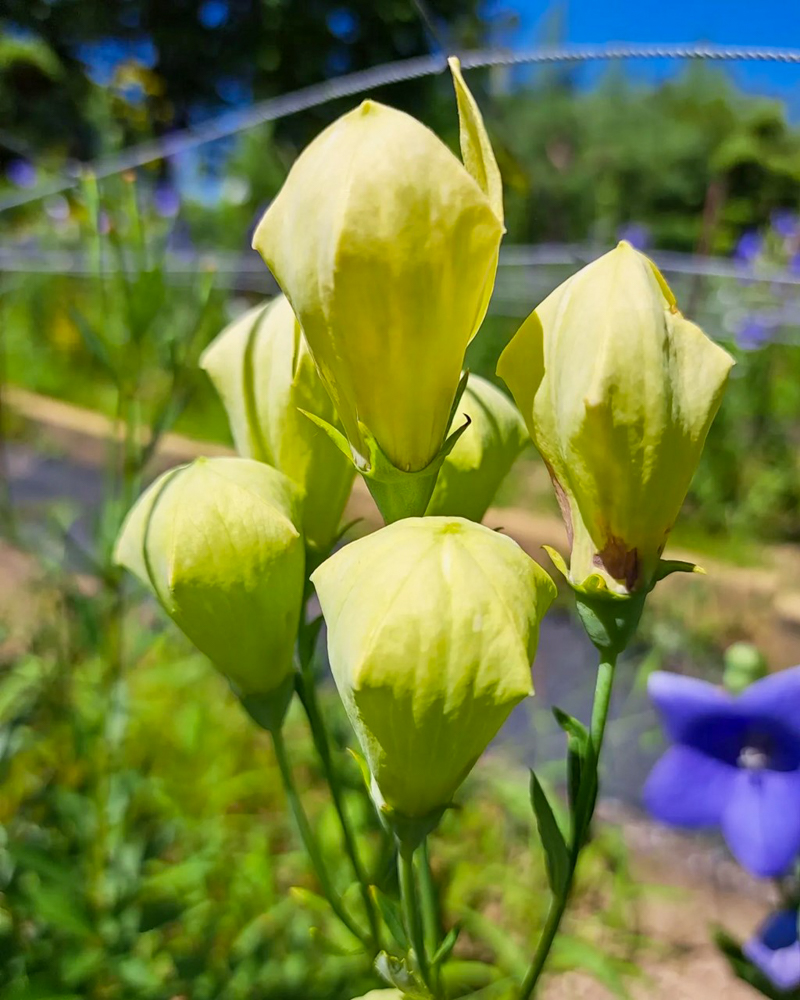 香勝寺ききょう寺 、7月の夏の花、静岡県周智郡の観光・撮影スポットの画像と写真