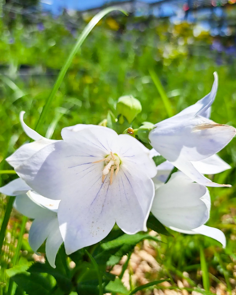 香勝寺ききょう寺 、7月の夏の花、静岡県周智郡の観光・撮影スポットの画像と写真