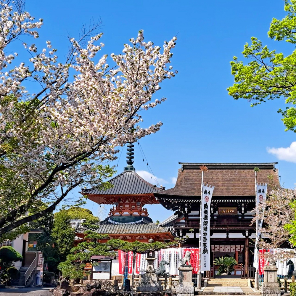 龍泉寺 、しだれ桜、4月春の花、名古屋市守山区の観光・撮影スポットの名所