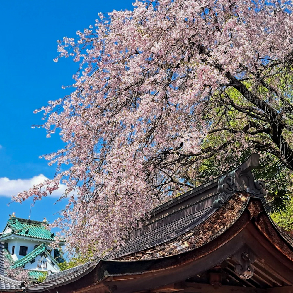 龍泉寺 、しだれ桜、4月春の花、名古屋市守山区の観光・撮影スポットの名所