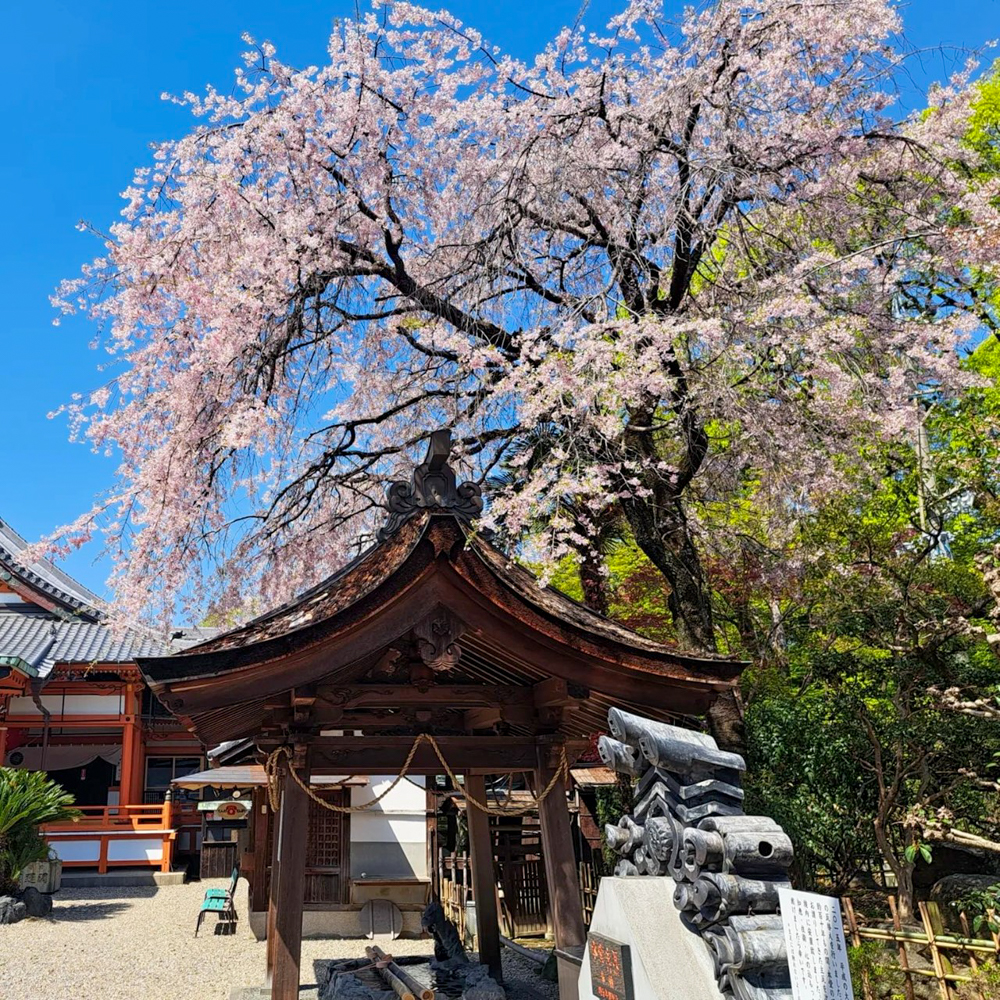 龍泉寺 、しだれ桜、4月春の花、名古屋市守山区の観光・撮影スポットの名所