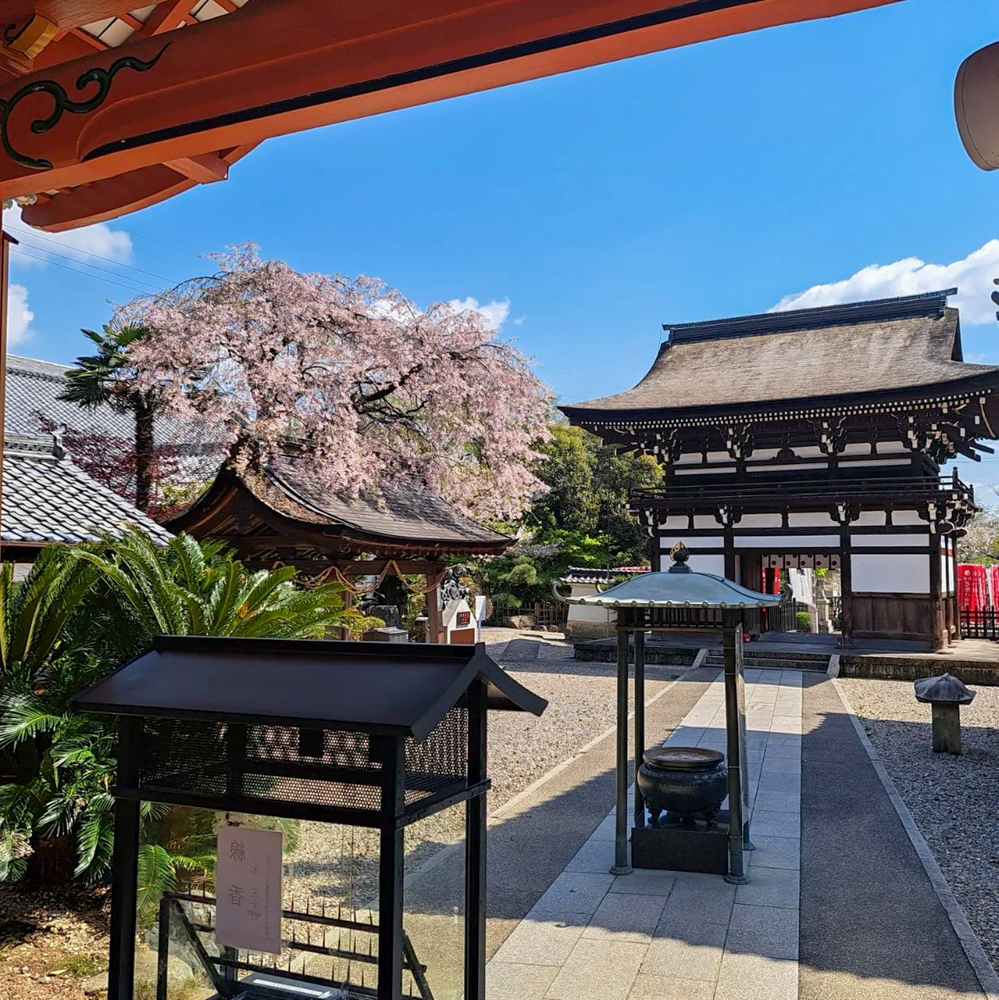 龍泉寺 、しだれ桜、4月春の花、名古屋市守山区の観光・撮影スポットの名所