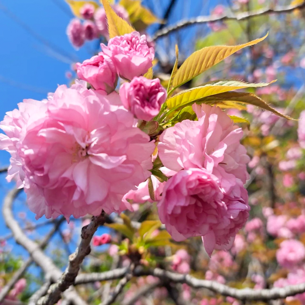 龍泉寺 、4月春の花、名古屋市守山区の観光・撮影スポットの名所