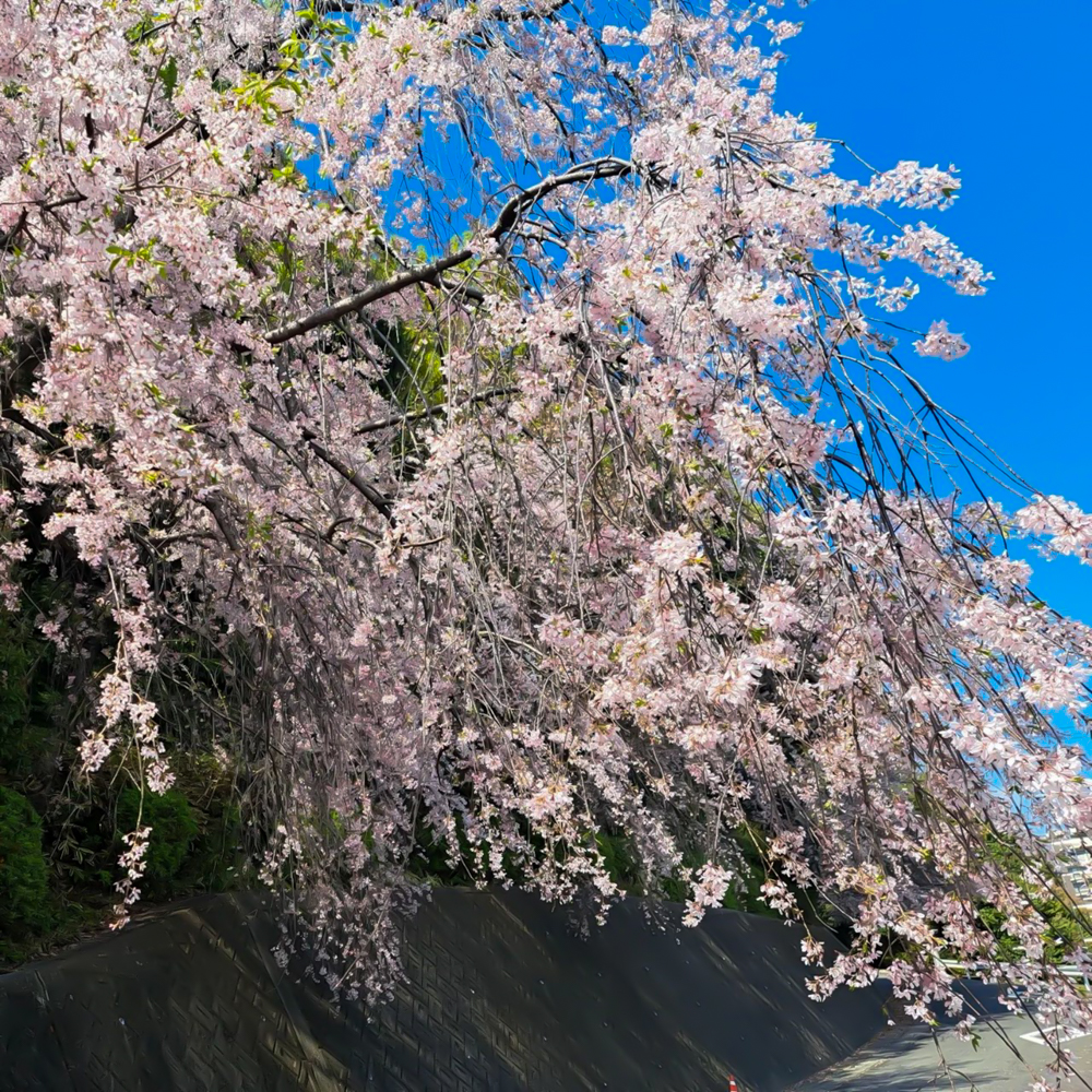 龍泉寺 、しだれ桜、4月春の花、名古屋市守山区の観光・撮影スポットの名所