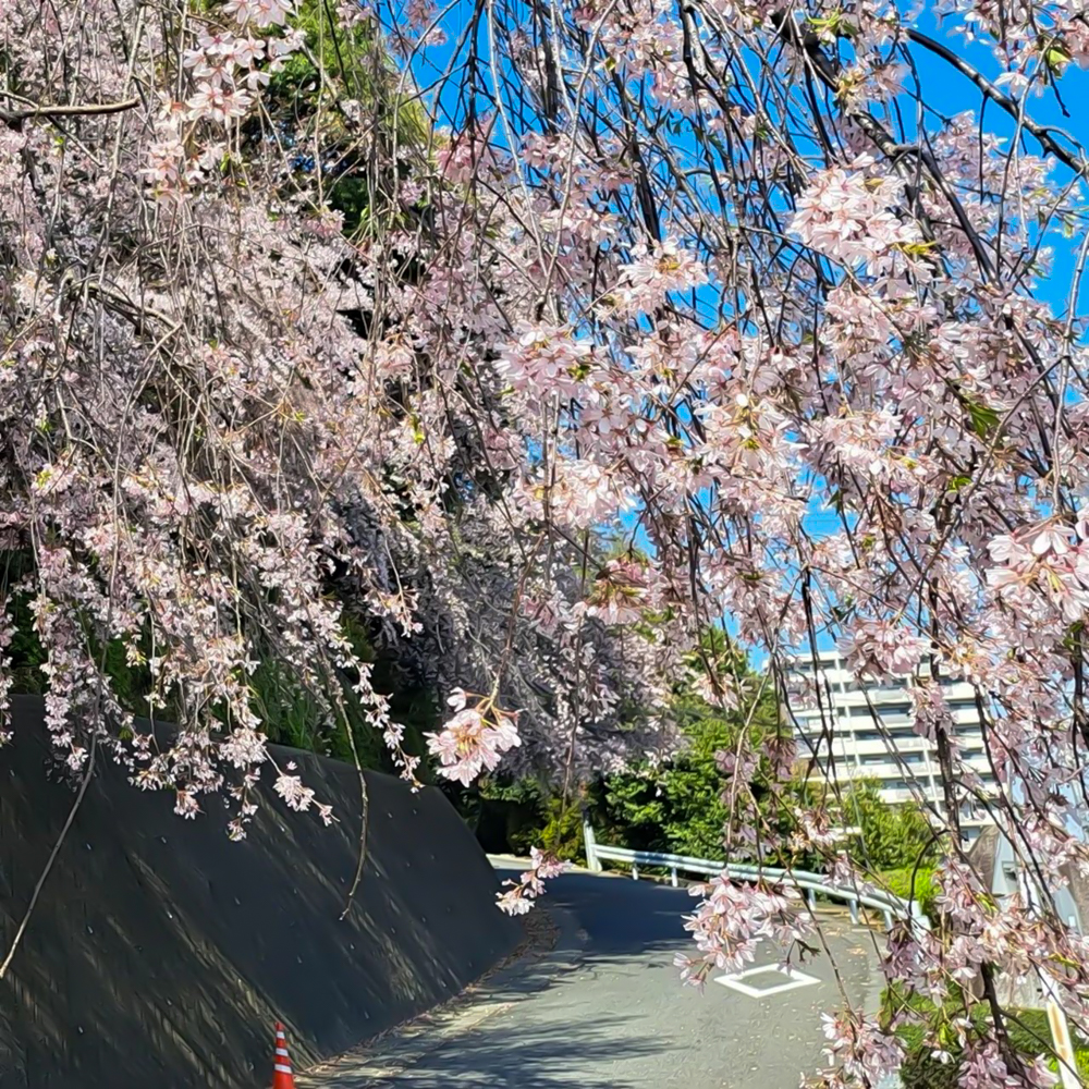 龍泉寺 、しだれ桜、4月春の花、名古屋市守山区の観光・撮影スポットの名所