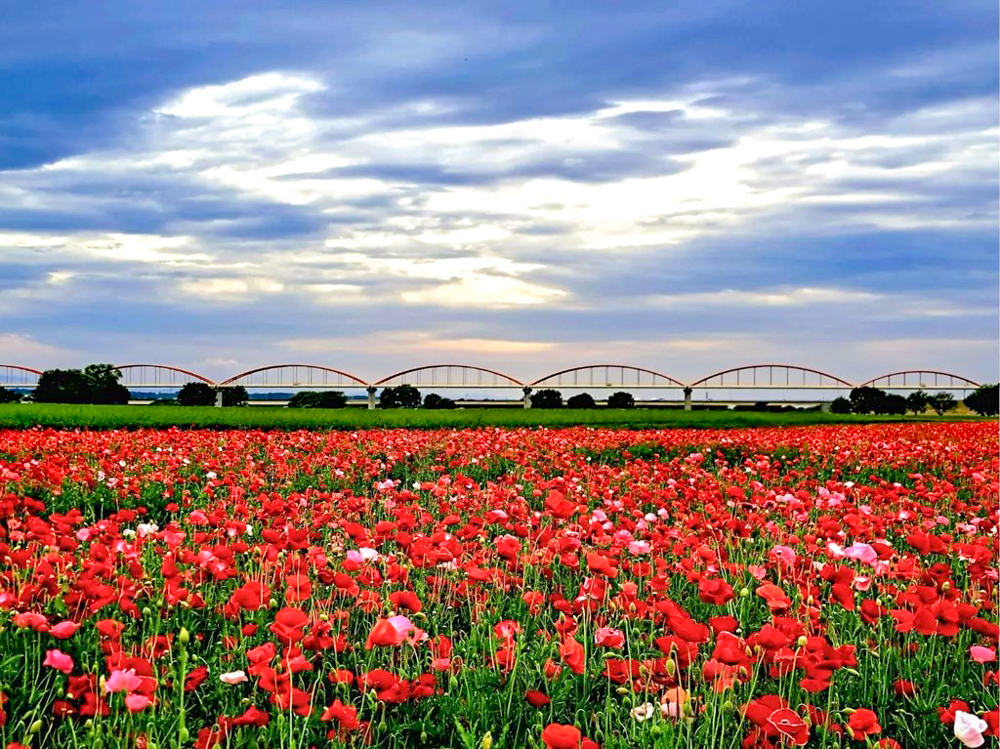 こうのす花まつり、ポピー、馬室会場、5月夏の花、埼玉県鴻巣市の観光・撮影スポットの名所