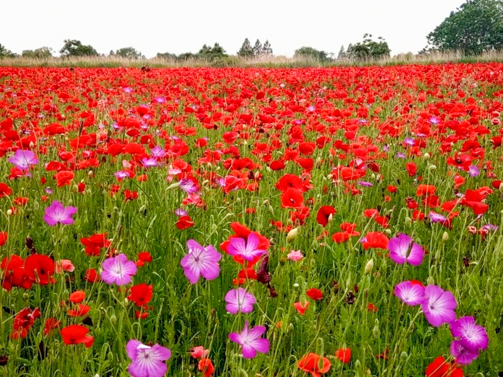 こうのす花まつり、ポピー、馬室会場、5月夏の花、埼玉県鴻巣市の観光・撮影スポットの名所