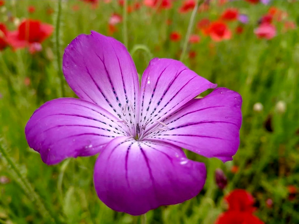 こうのす花まつり、馬室会場、5月夏の花、埼玉県鴻巣市の観光・撮影スポットの名所