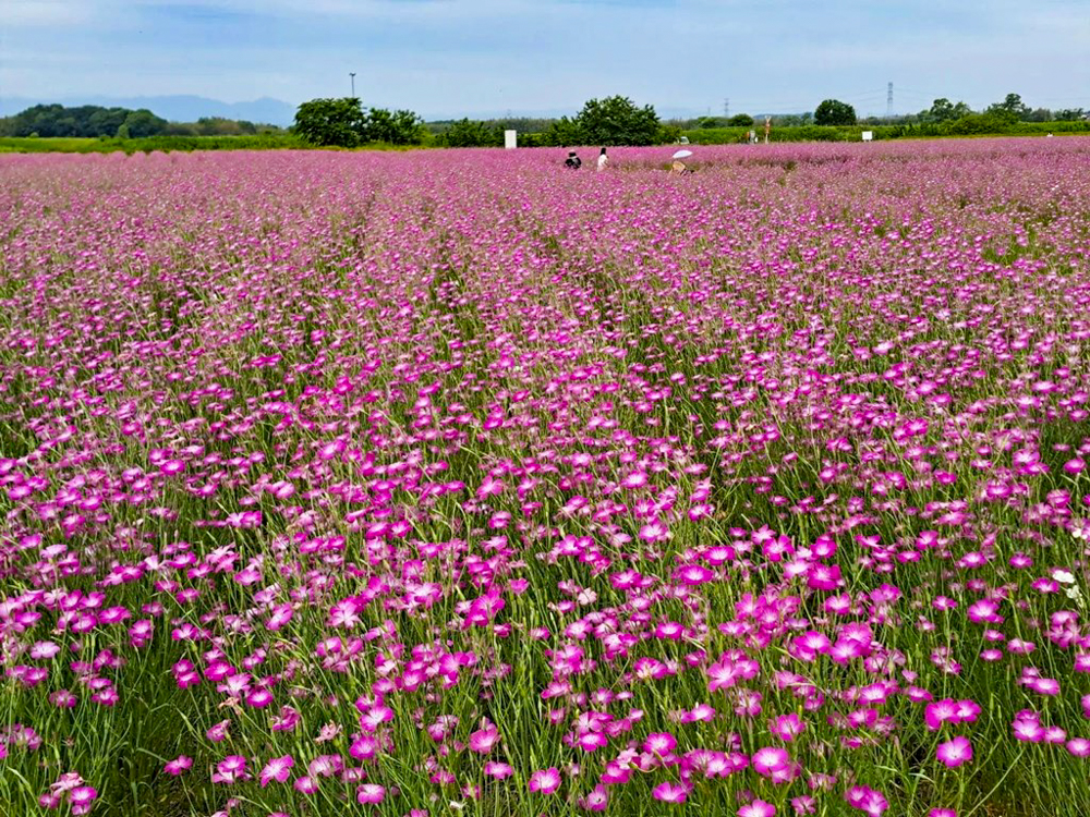 こうのす花まつり、麦なでしこ、馬室会場、5月夏の花、埼玉県鴻巣市の観光・撮影スポットの名所