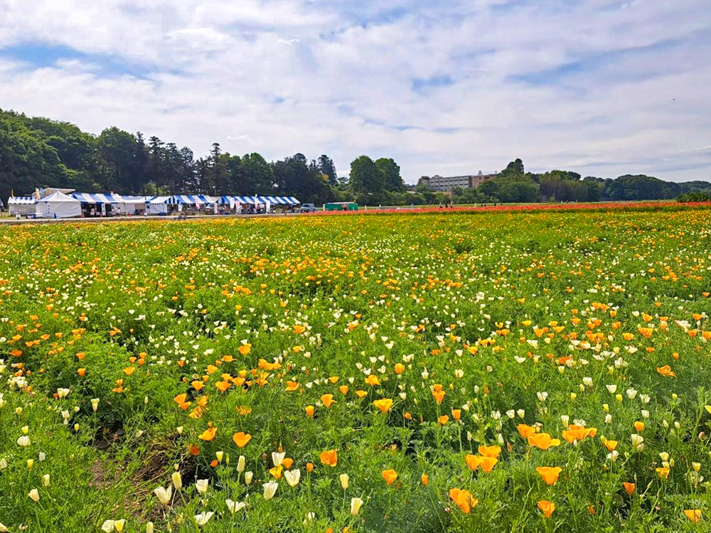 こうのす花まつり、馬室会場、5月夏の花、埼玉県鴻巣市の観光・撮影スポットの名所