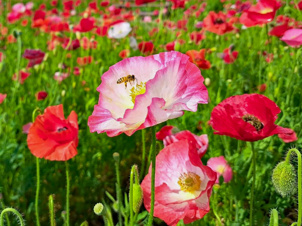 こうのす花まつり、ポピー、馬室会場、5月夏の花、埼玉県鴻巣市の観光・撮影スポットの名所