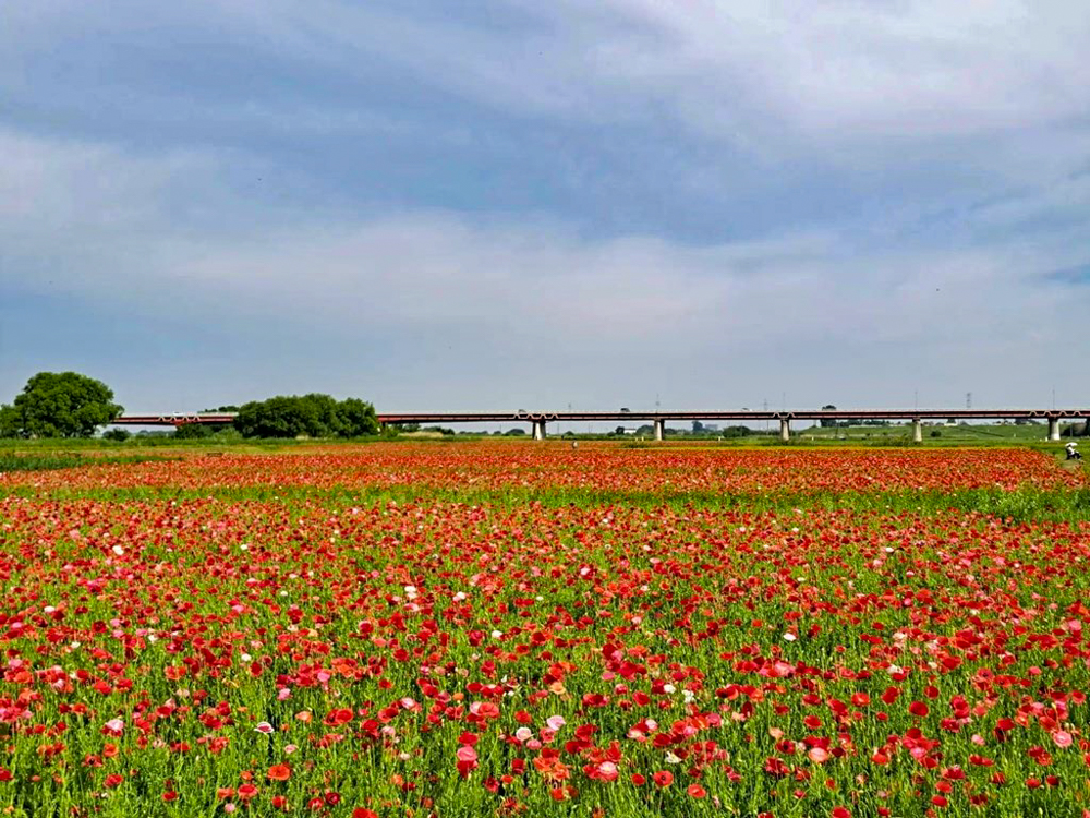 こうのす花まつり、ポピー、馬室会場、5月夏の花、埼玉県鴻巣市の観光・撮影スポットの名所