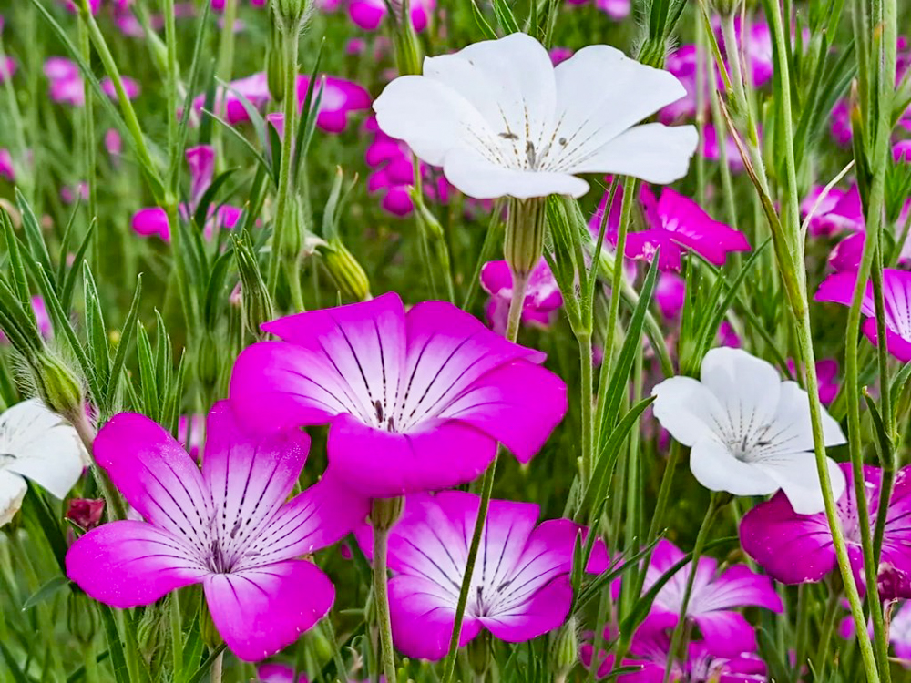 こうのす花まつり、麦なでしこ、馬室会場、5月夏の花、埼玉県鴻巣市の観光・撮影スポットの名所