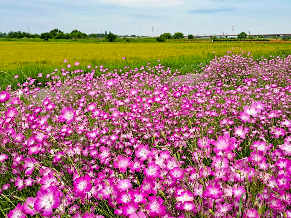 こうのす花まつり、麦なでしこ、馬室会場、5月夏の花、埼玉県鴻巣市の観光・撮影スポットの名所