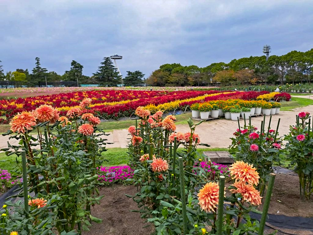 なばなの里、ダリア、10月の秋の花、三重県桑名市の観光・撮影スポットの画像と写真