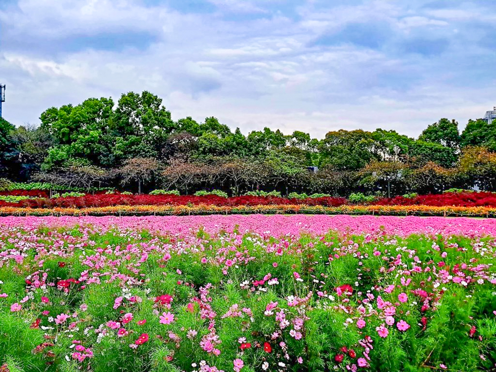 なばなの里、コスモス、10月の秋の花、三重県桑名市の観光・撮影スポットの画像と写真