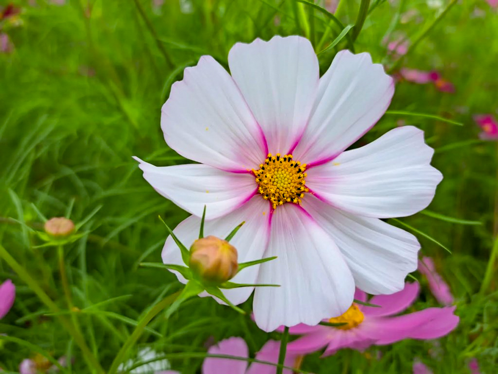 なばなの里、コスモス、10月の秋の花、三重県桑名市の観光・撮影スポットの画像と写真