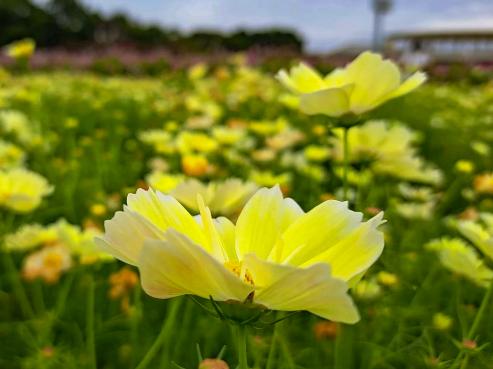 なばなの里、コスモス、10月の秋の花、三重県桑名市の観光・撮影スポットの画像と写真