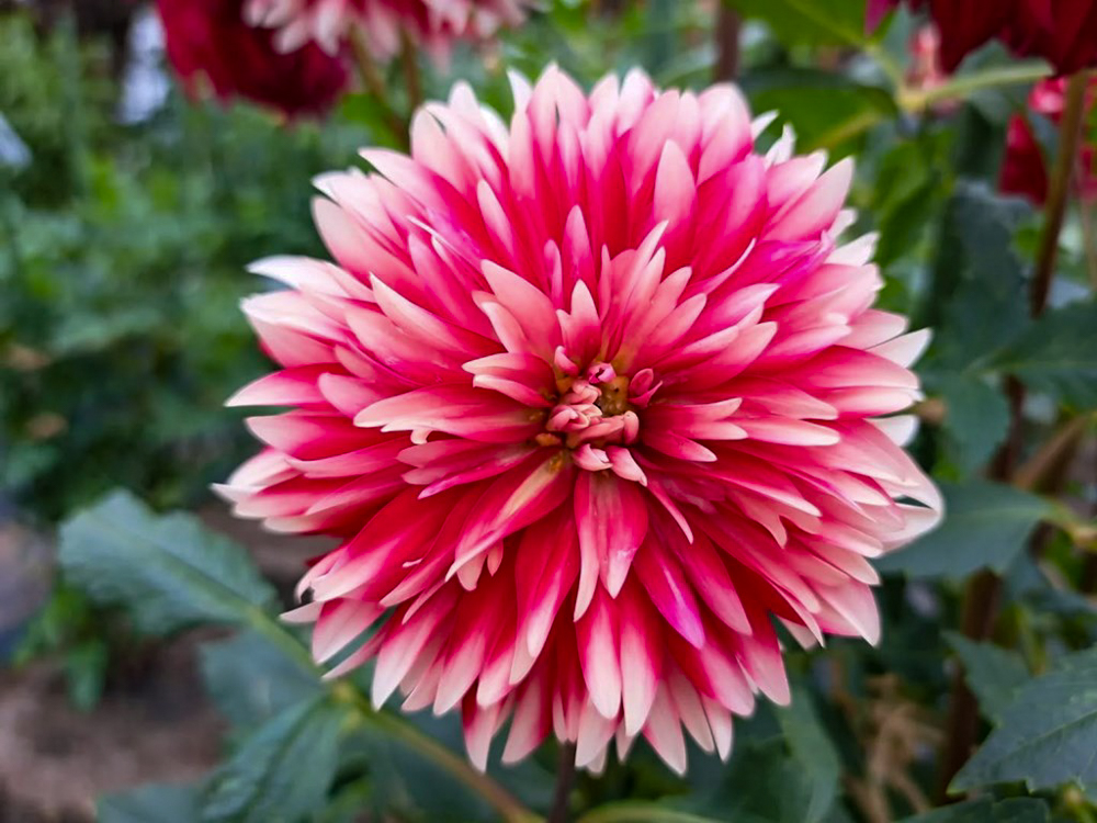 なばなの里、ダリア、10月の秋の花、三重県桑名市の観光・撮影スポットの画像と写真