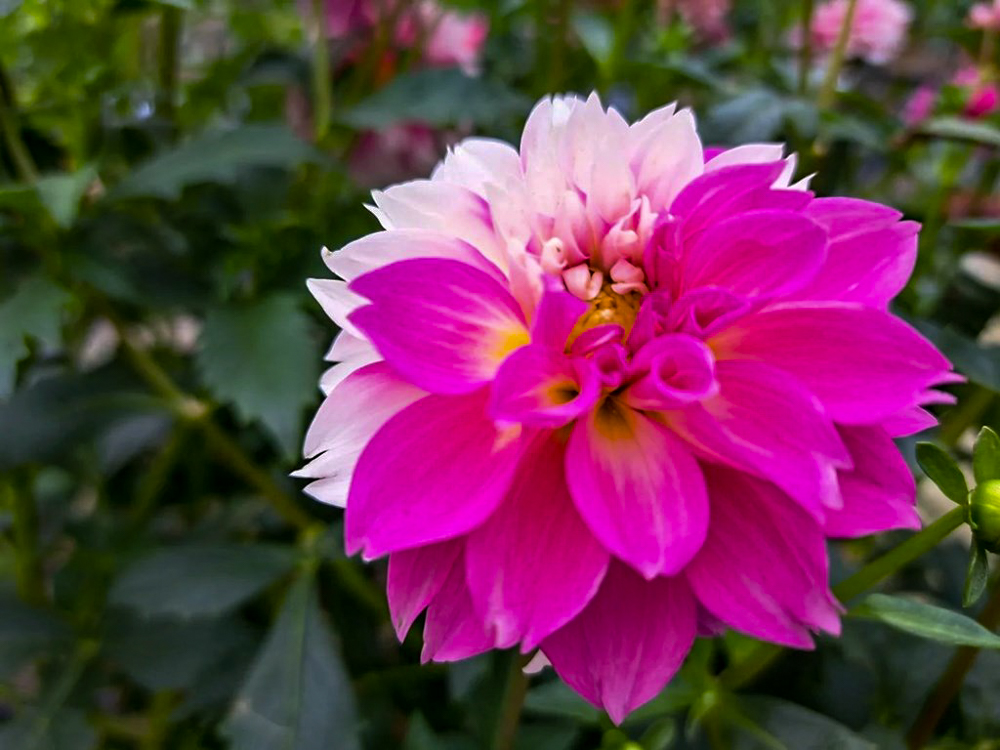 なばなの里、ダリア、10月の秋の花、三重県桑名市の観光・撮影スポットの画像と写真