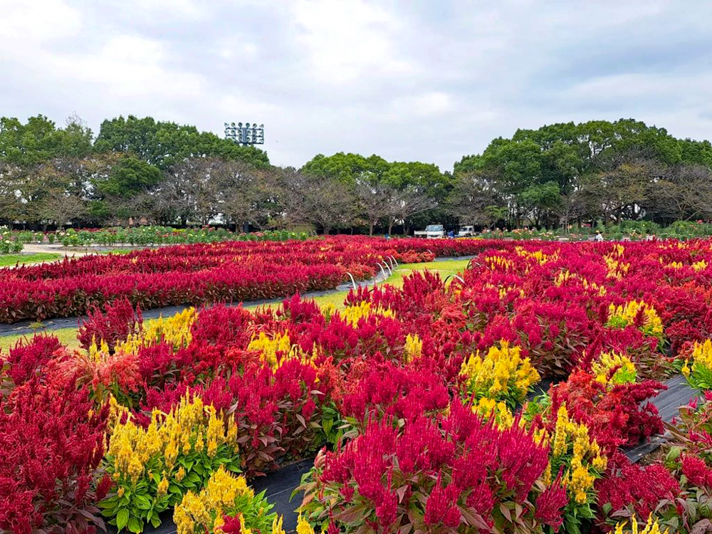 なばなの里、ケイトウ、10月の秋の花、三重県桑名市の観光・撮影スポットの画像と写真