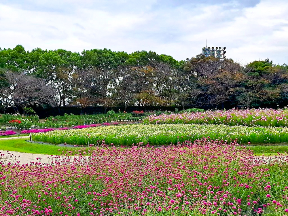 なばなの里、千日紅、10月の秋の花、三重県桑名市の観光・撮影スポットの画像と写真