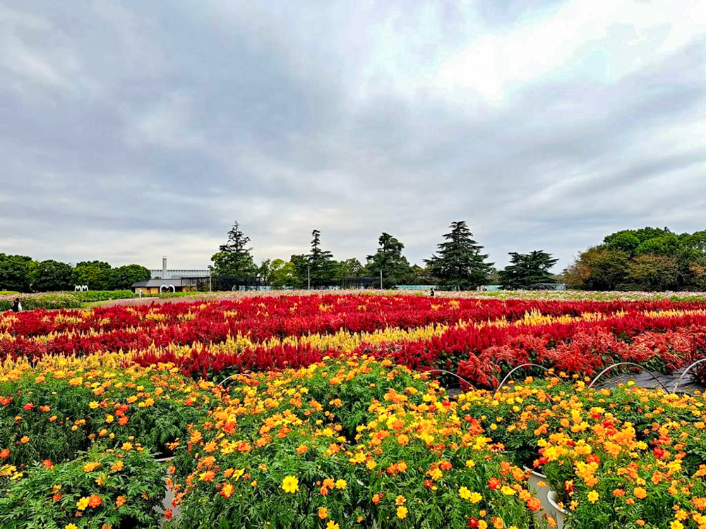 なばなの里、コスモス、10月の秋の花、三重県桑名市の観光・撮影スポットの画像と写真