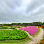 なばなの里、10月の秋の花、三重県桑名市の観光・撮影スポットの画像と写真