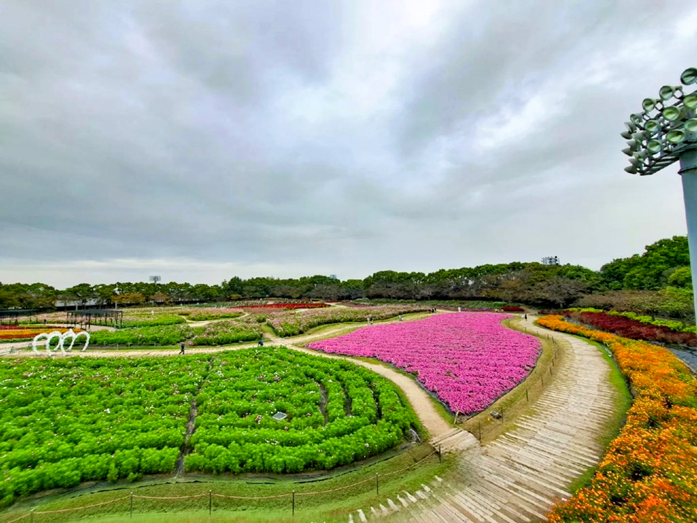 なばなの里、10月の秋の花、三重県桑名市の観光・撮影スポットの画像と写真