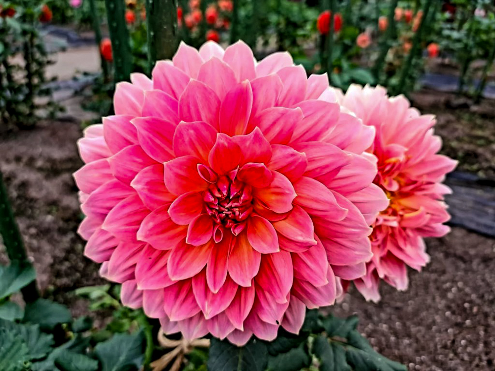 なばなの里、ダリア、10月の秋の花、三重県桑名市の観光・撮影スポットの画像と写真