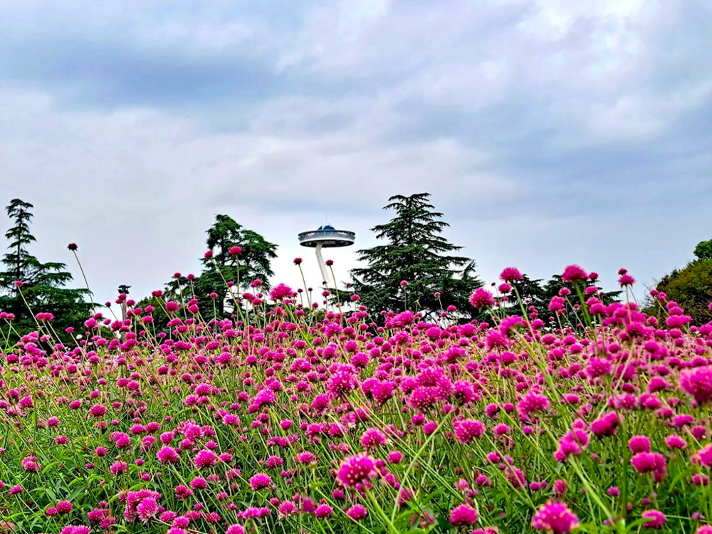 なばなの里、千日紅、10月の秋の花、三重県桑名市の観光・撮影スポットの画像と写真