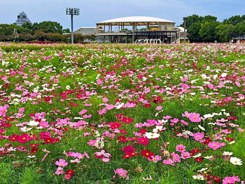 なばなの里、コスモス、10月の秋の花、三重県桑名市の観光・撮影スポットの画像と写真