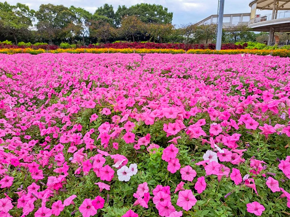 なばなの里、ペチュニア、10月の秋の花、三重県桑名市の観光・撮影スポットの画像と写真