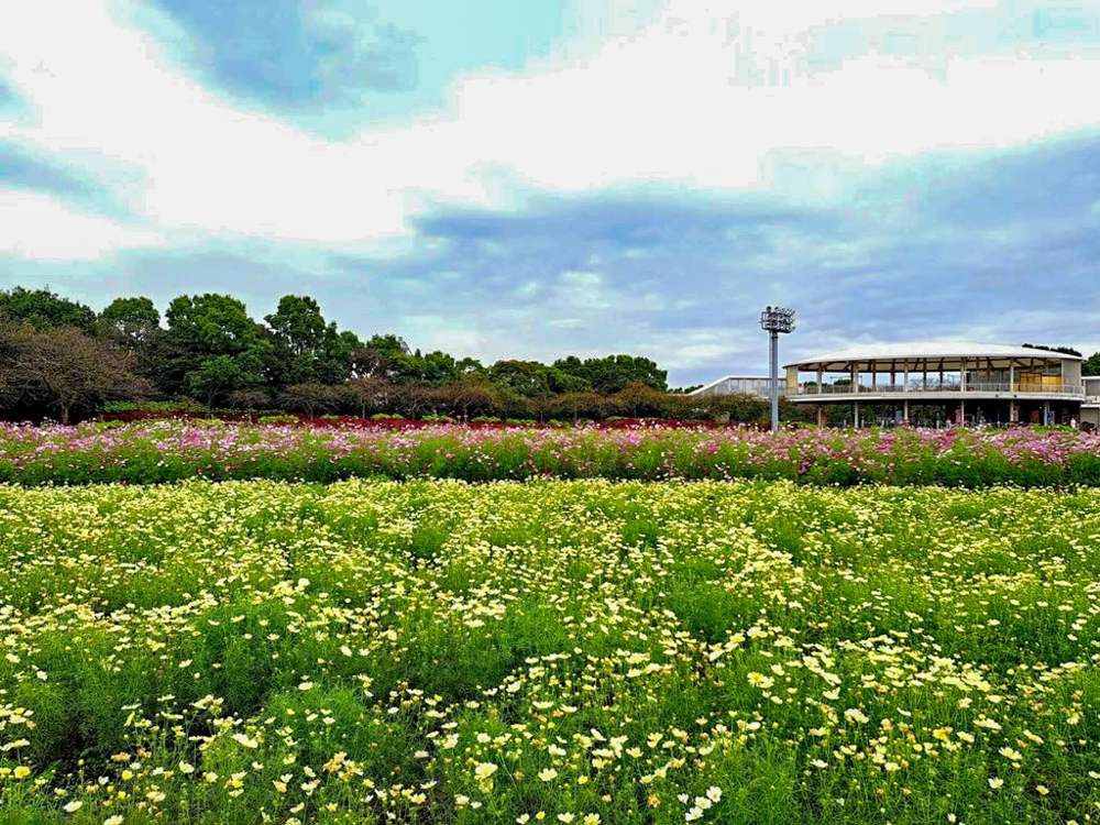 なばなの里、コスモス、10月の秋の花、三重県桑名市の観光・撮影スポットの画像と写真