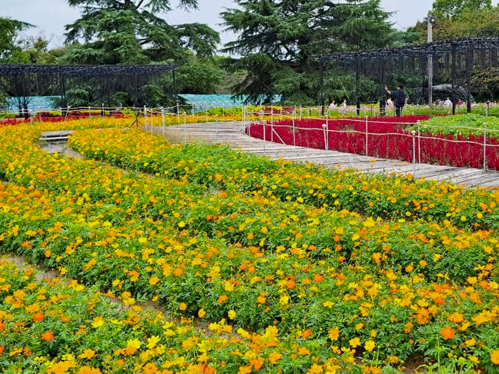 なばなの里、コスモス、10月の秋の花、三重県桑名市の観光・撮影スポットの画像と写真